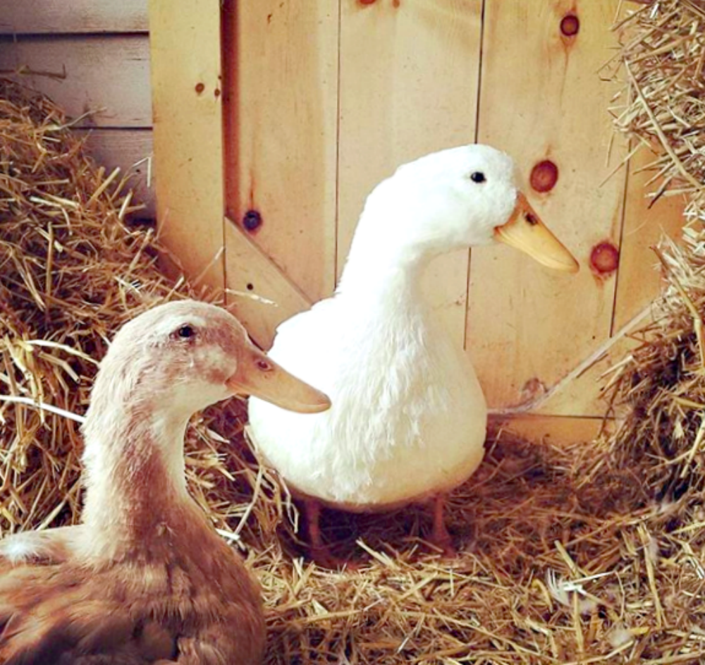 Raising Ducks For Eggs Old Farmer S Almanac